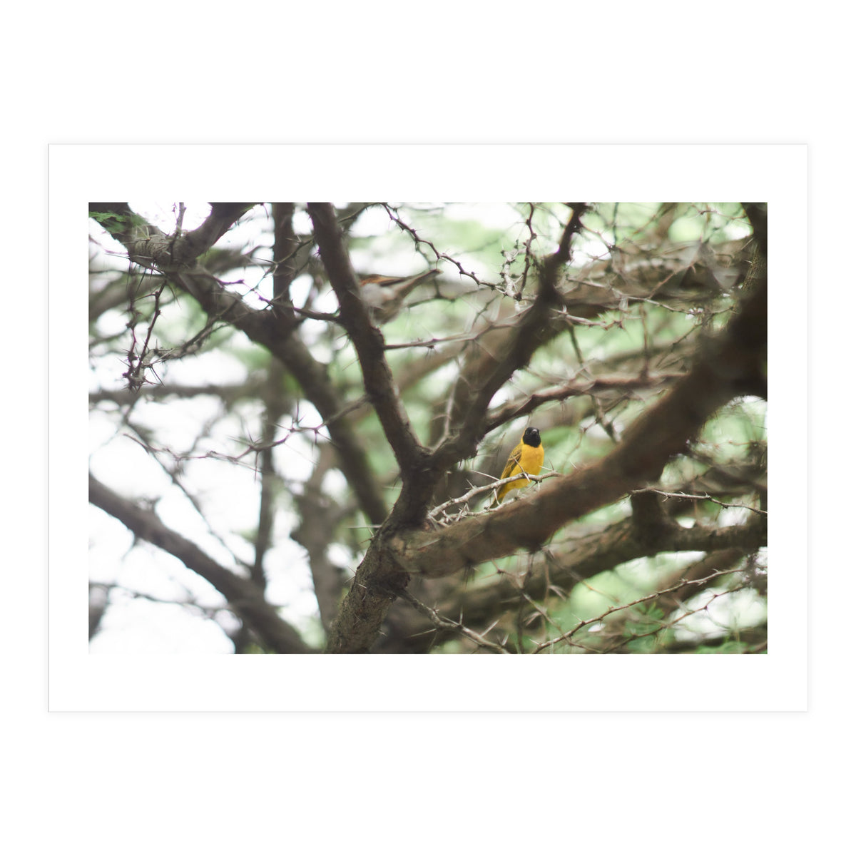 Mini sun (Print Only)