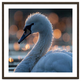 Close-up Shot of a Swan with Water Droplets thumbnail