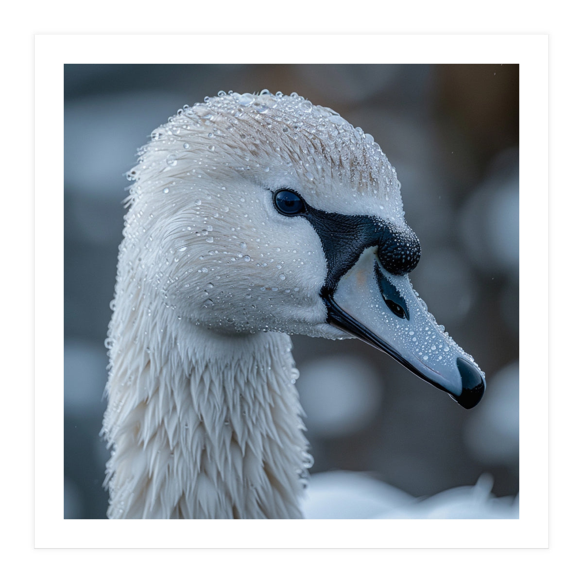 Close Up Of A Swan Head Covered In Water Droplets (Print Only)