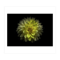 Backyard Flowers No 128 Color Version (Print Only)