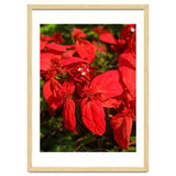 Red Quisqualls Plant Flowers thumbnail