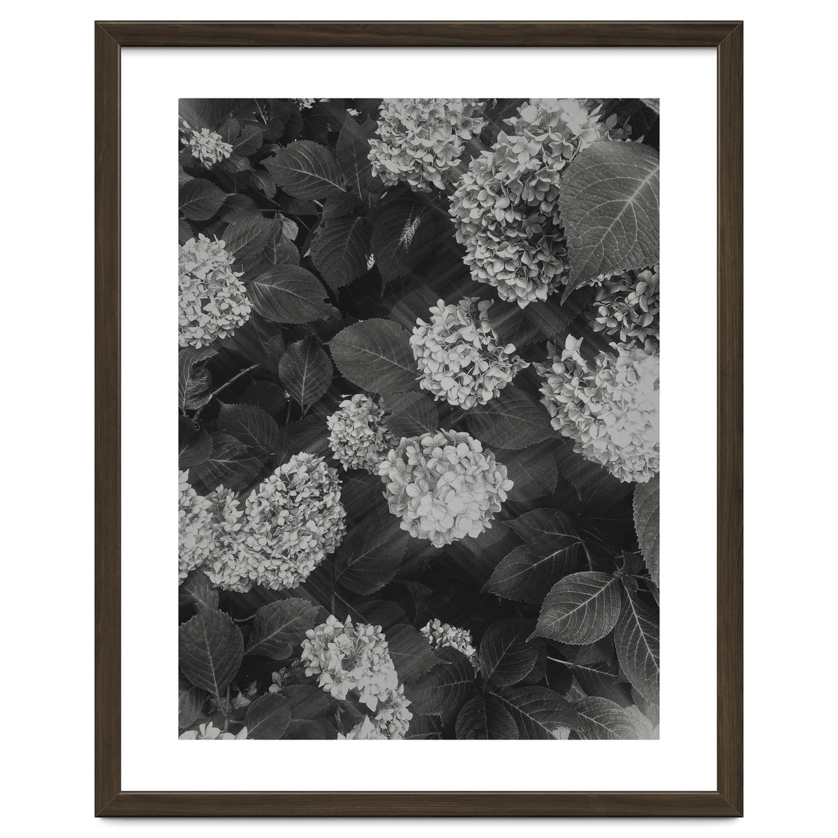 Hydrangeas | Black & White Portrait