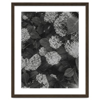 Hydrangeas | Black & White Portrait