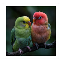 Two Lovebirds Sitting Together On A Branch (Print Only)