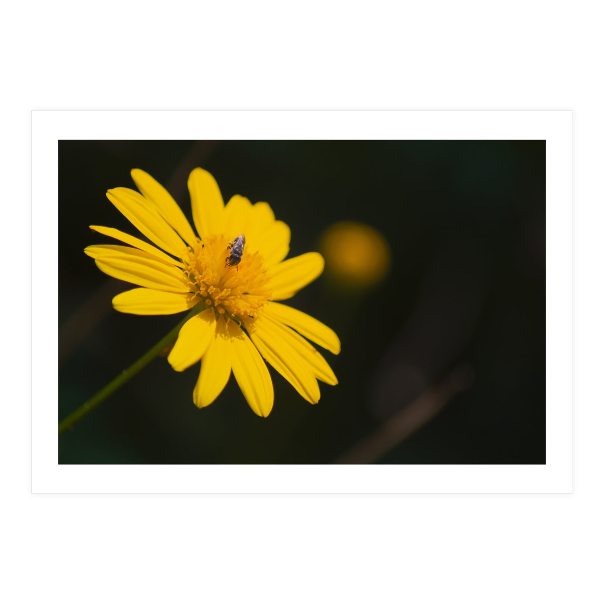 SUNFLOWER. (Print Only)