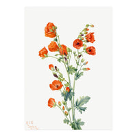 Mary Vaux Walcott – Scarlet Globe Mallow (Sphaeralcea grossulariaefolia) (1927) (Print Only)