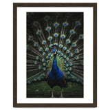Peacock Portrait Photography thumbnail