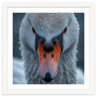 Close Up Of A Swan's Face With Water Droplets