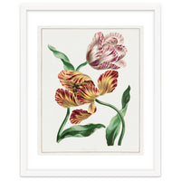 John Edwards – Various Tulips (1791)