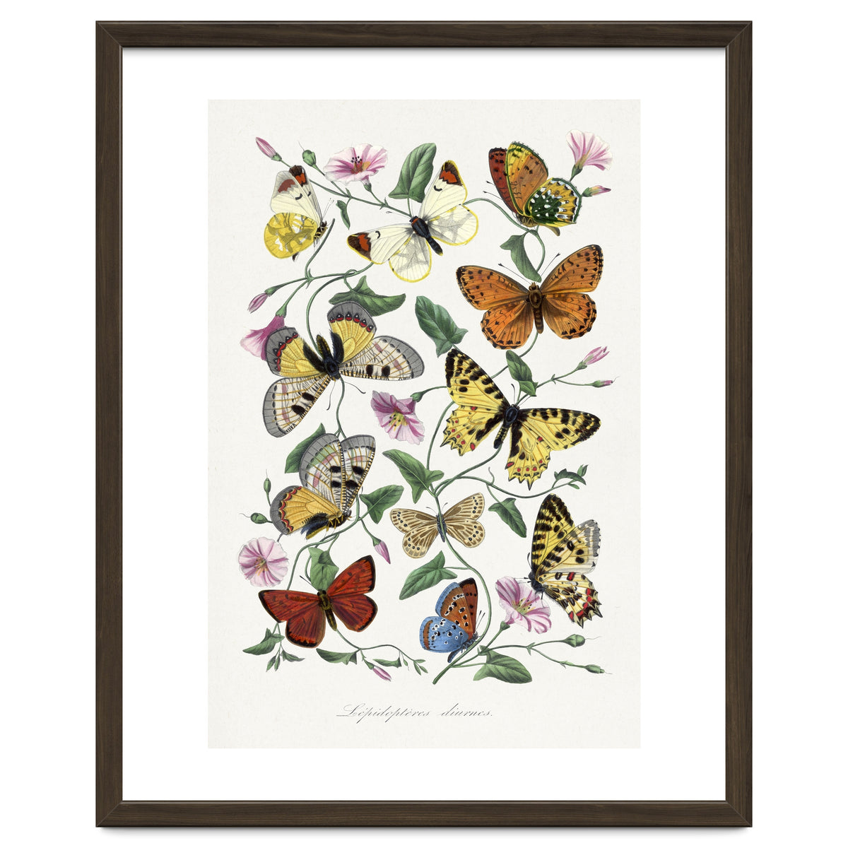 Paul Gervais – Butterfly and Moth Natural History Illustration (1842)