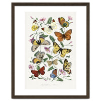 Paul Gervais – Butterfly and Moth Natural History Illustration (1842)
