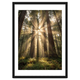 Ethereal Redwood Sanctuary: Sunbeams in the Ancient Forest thumbnail