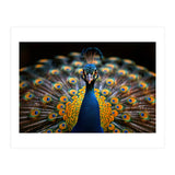 Close Up Peacock Displaying Its Feathers (Print Only) thumbnail