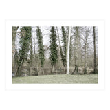 Sole white birch in the trees (Print Only) thumbnail