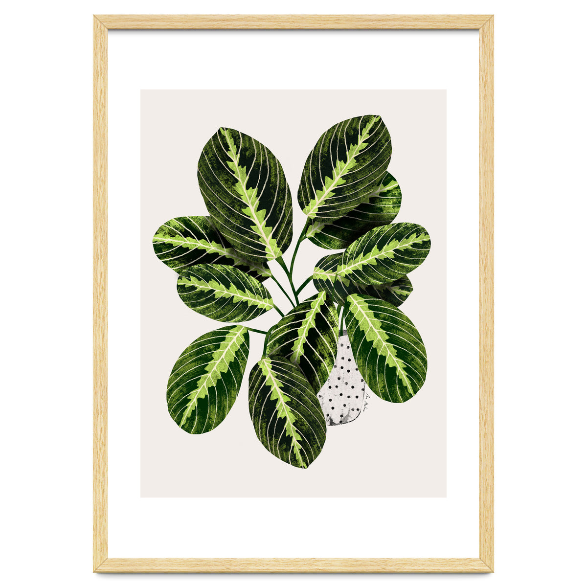 Maranta Plant
