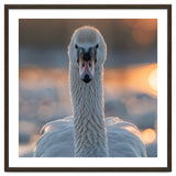 Close Up Portrait Of A Majestic Swan thumbnail