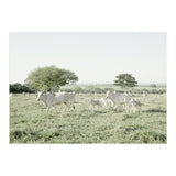 LIVING TOGETHER - WHITE COWS FAMILY (Print Only) thumbnail