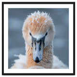 Majestic Swan Covered In Frost And Snow thumbnail