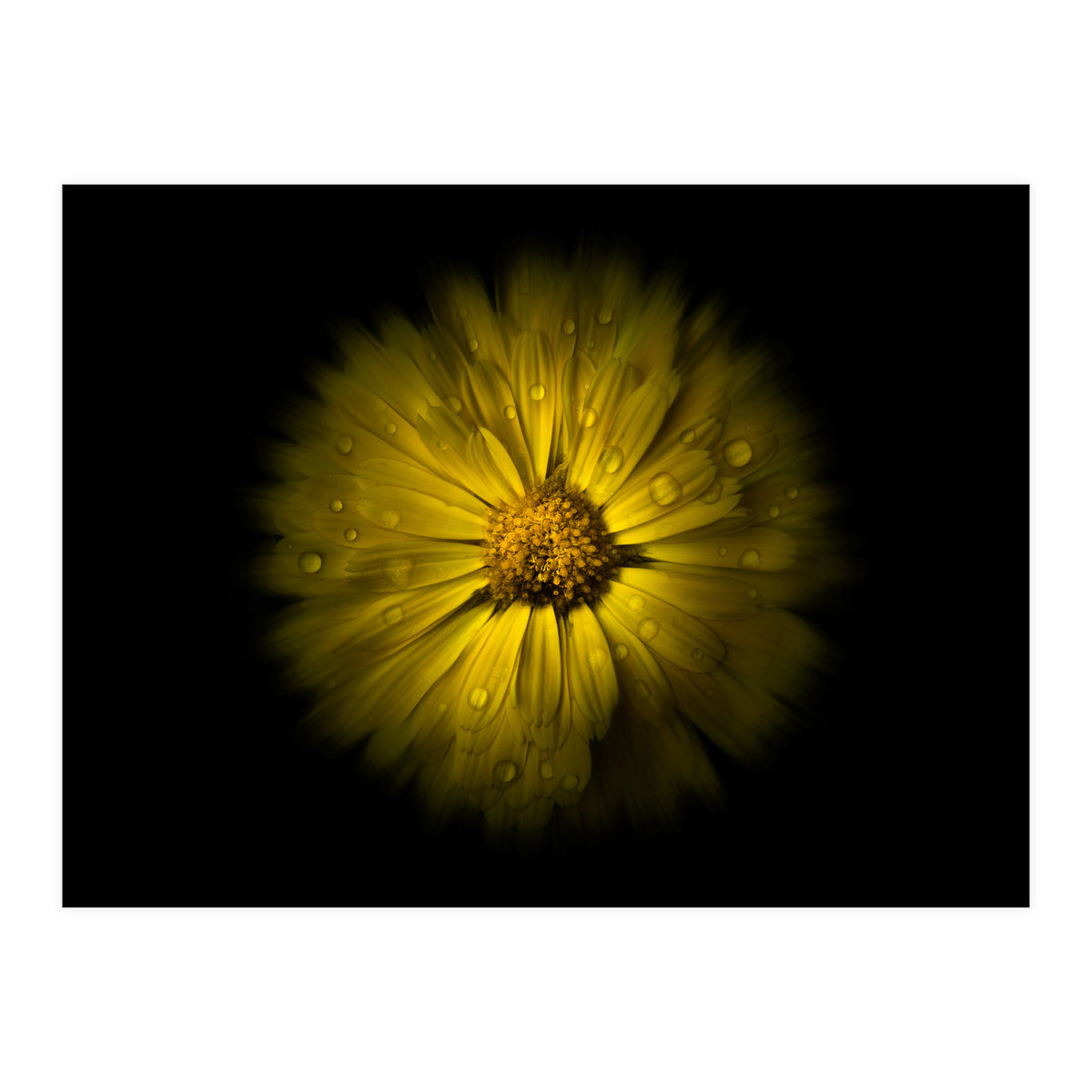 Backyard Flowers No 10 Color Flow Version (Print Only)