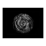 Backyard Flowers In Black And White No 72 with Border (Print Only) thumbnail