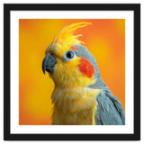 Close Up Cockatiel Parrot With Yellow Crest thumbnail