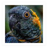 Close Up Of A Wet Macaw Parrot Head (Print Only) thumbnail