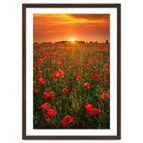 Poppies At Sunset thumbnail