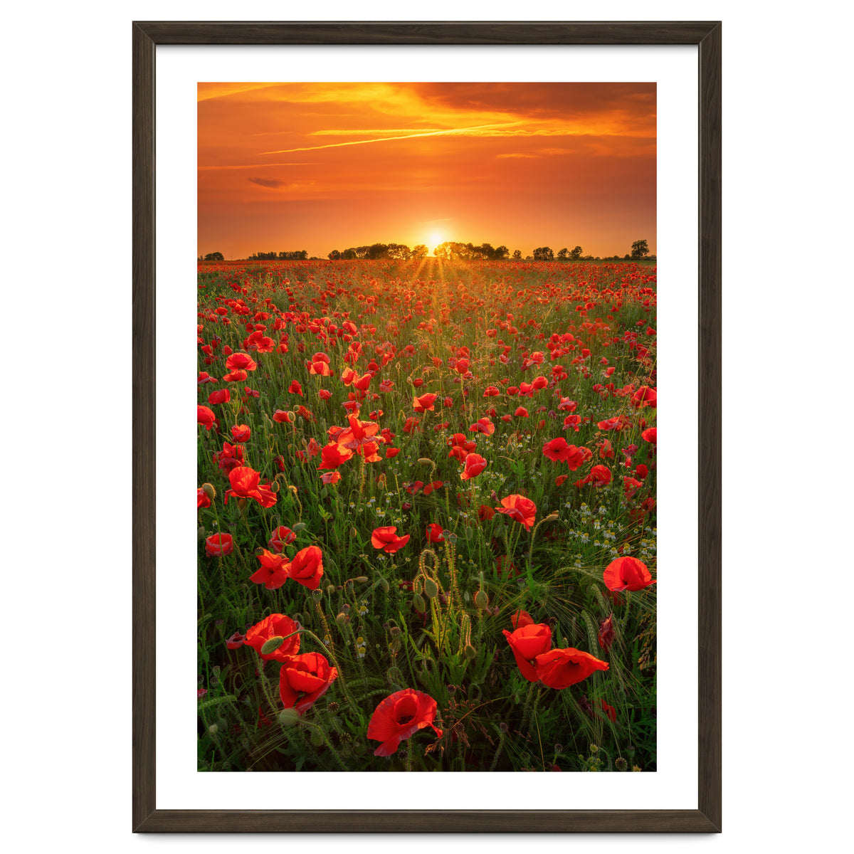 Poppies At Sunset