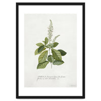 Georg Dionysius Ehret – Cinnamomum Illustration (1708–1770)
