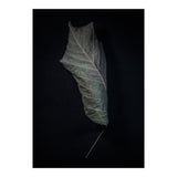 Leaves No 3 Color Version (Print Only) thumbnail