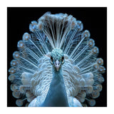 Majestic White Peacock Displaying Its Feathers (Print Only) thumbnail