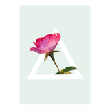 Rose (Print Only) thumbnail