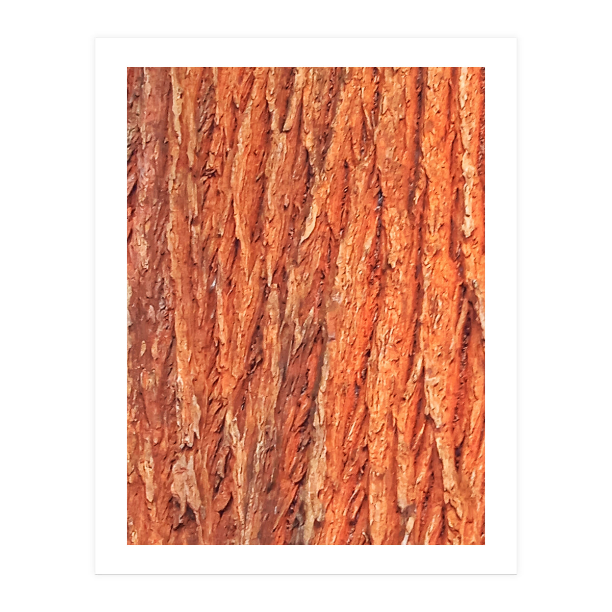 Tree Bark (Print Only)