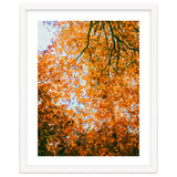 Autumn Leaves thumbnail