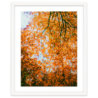 Autumn Leaves