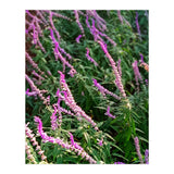 Lavender Flowers (Print Only) thumbnail