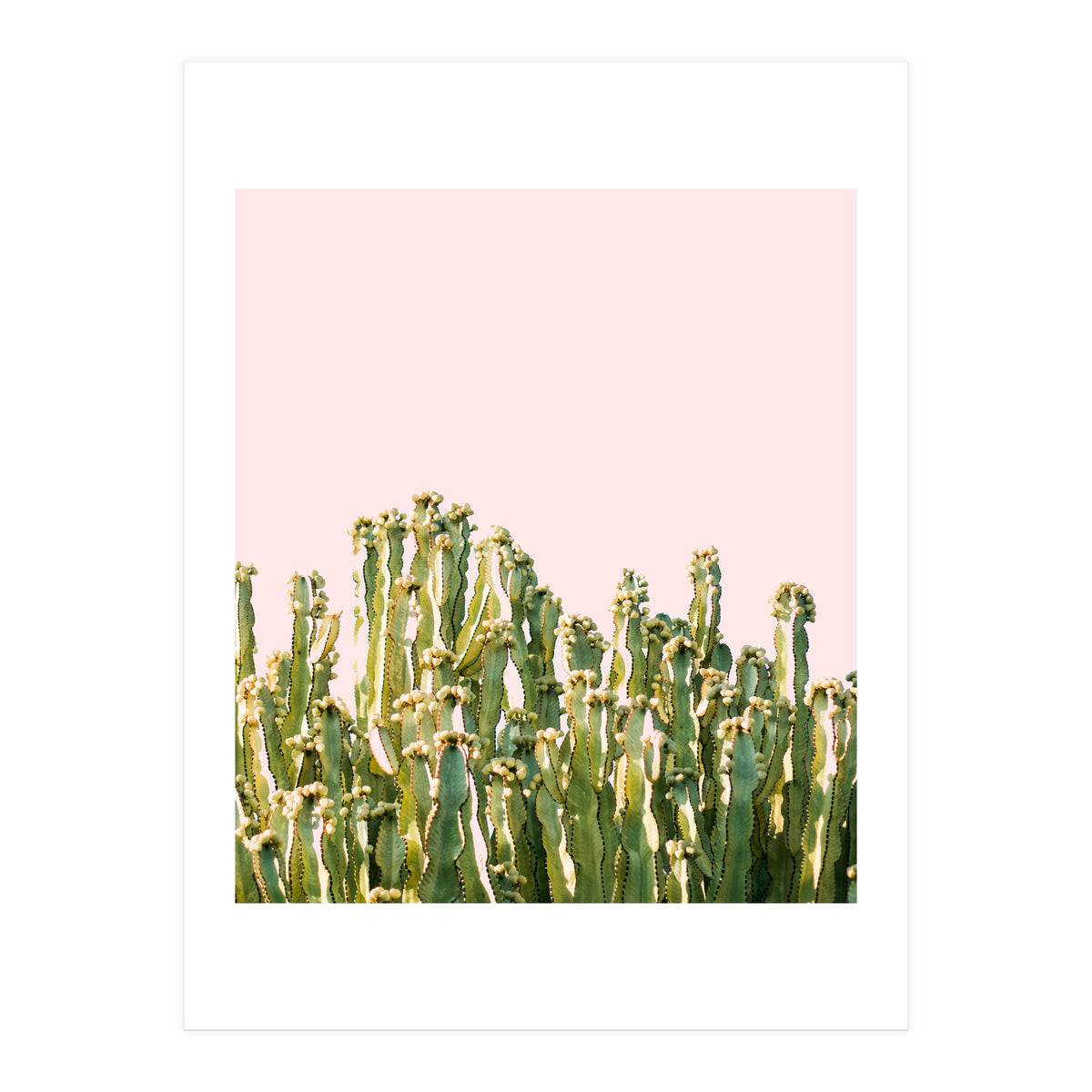 Cactus Blush #society6 #decor #buyart (Print Only)