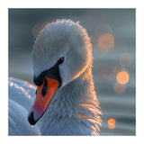 Close Up Of A Swan With Water Droplets (Print Only) thumbnail