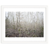 Lost in the birch forest thumbnail