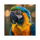 Blue And Gold Macaw Portrait Close Up (Print Only) thumbnail
