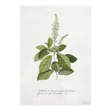 Georg Dionysius Ehret – Cinnamomum Illustration (1708–1770) (Print Only) thumbnail