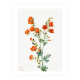 Mary Vaux Walcott – Scarlet Globe Mallow (Sphaeralcea grossulariaefolia) (1927) (Print Only) thumbnail