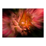 Backyard Flowers No 40 Color Flow Version (Print Only) thumbnail