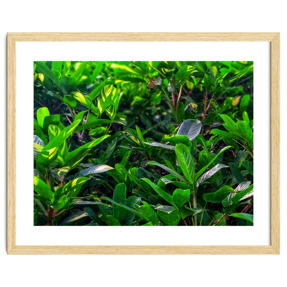 Green House Plant Leaves