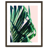 Palm V2 thumbnail