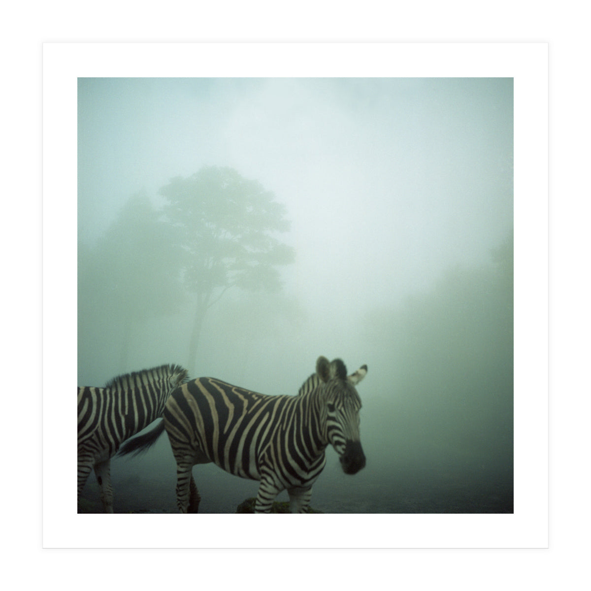 Silence of breath - 16 (Print Only)