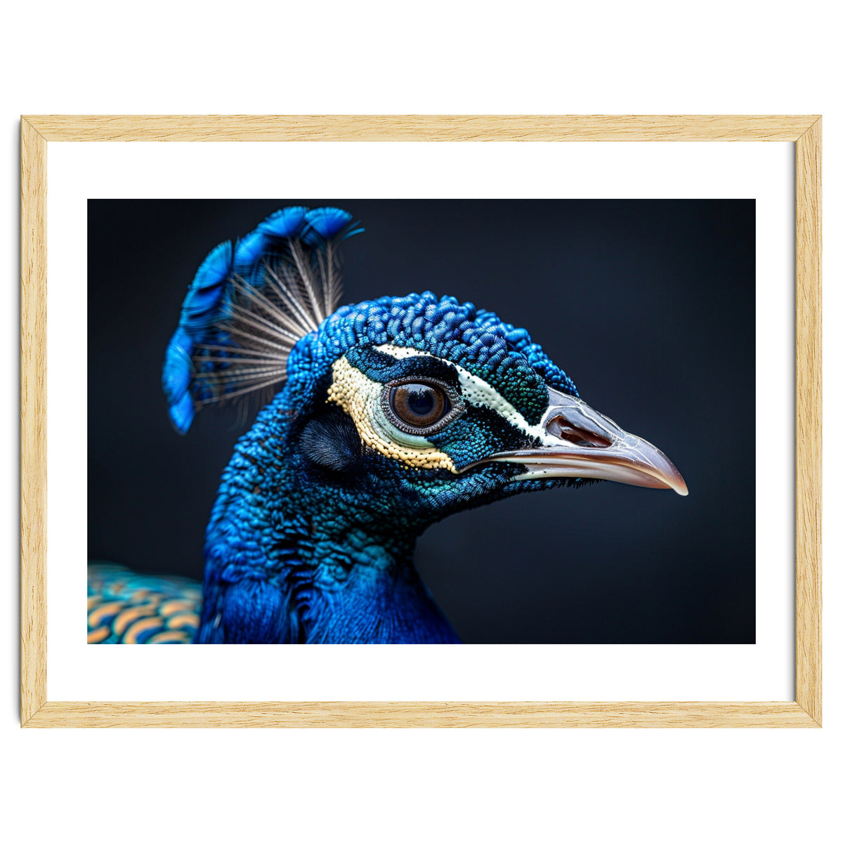 Close Up Of A Peacock Head Blue Feather