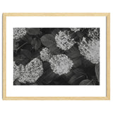 Hydrangeas | Black & White Landscape thumbnail