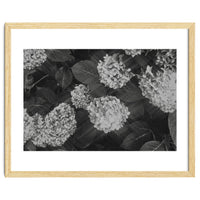 Hydrangeas | Black & White Landscape