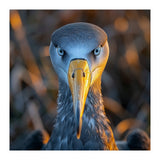 Great Blue Heron Closeup Dramatic Portrait (Print Only) thumbnail